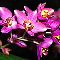 Fuschia Fiesta