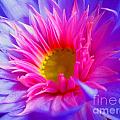 Water Lily Vibrant