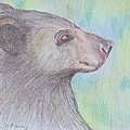 Black Bear