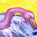 Flamingo Preening