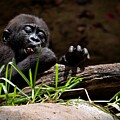 Young Gorilla Playfully Exploring Nature
